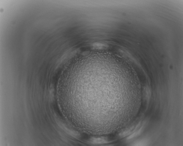 X0000062930557200601202029