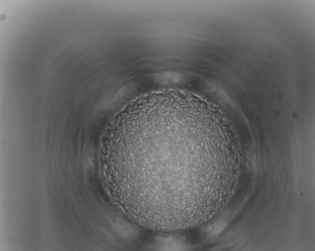 X0000062930561200601202029