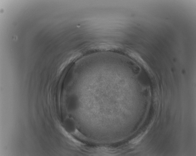 X0000062930585200601202029