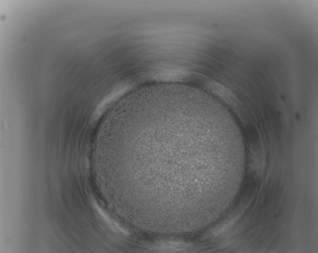 X0000062930586200601202029