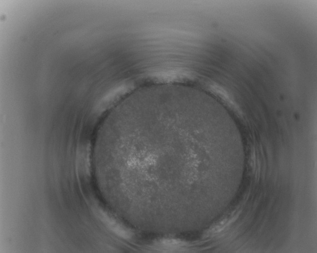 X0000062930590200601202029