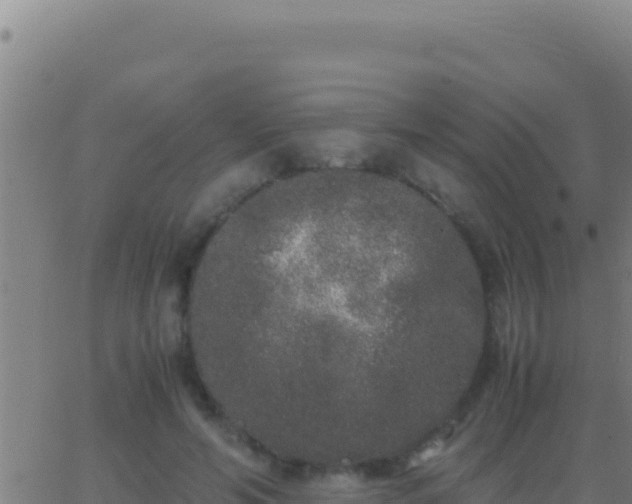 X0000062930594200601202029