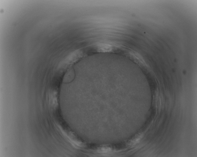 X0000062930598200601202029