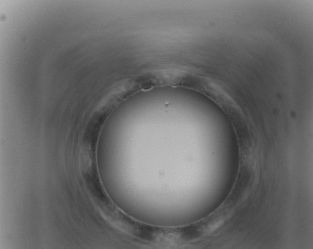 X0000062930599200601202029