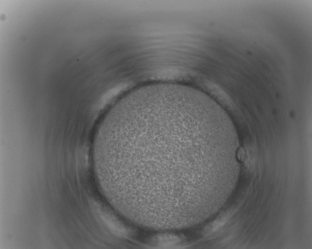 X0000062930636200601202028