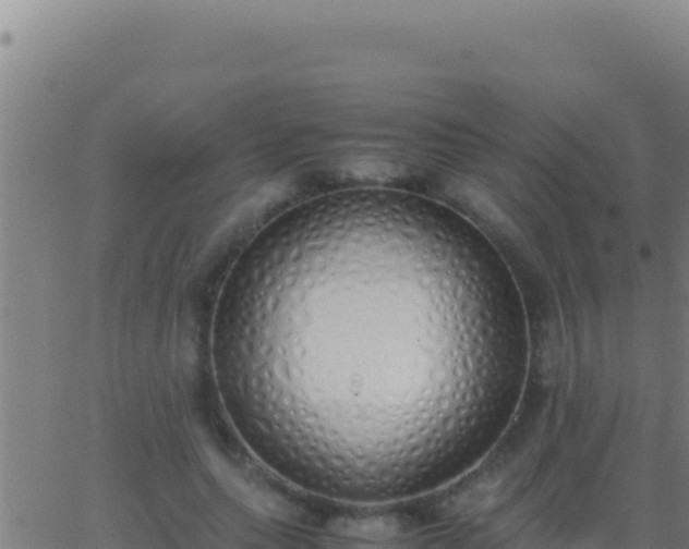 X0000062930639200601202028