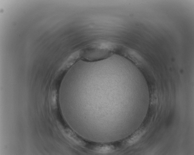 X0000062930646200601202028