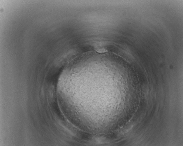 X0000062930650200601202028