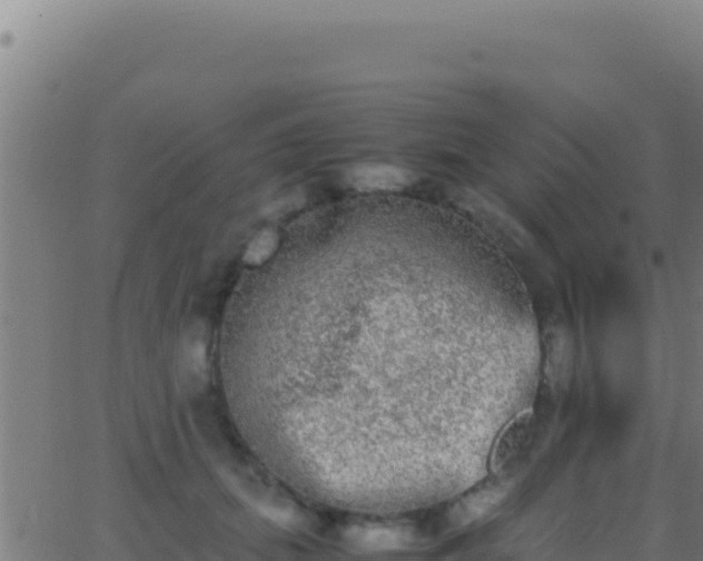 X0000062930655200601202028