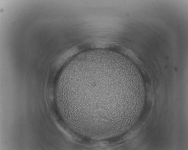 X0000062930683200601202027