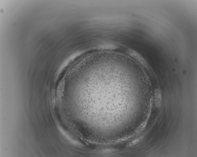 X0000062930726200601202026