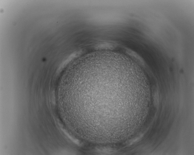 X0000062930729200601202026