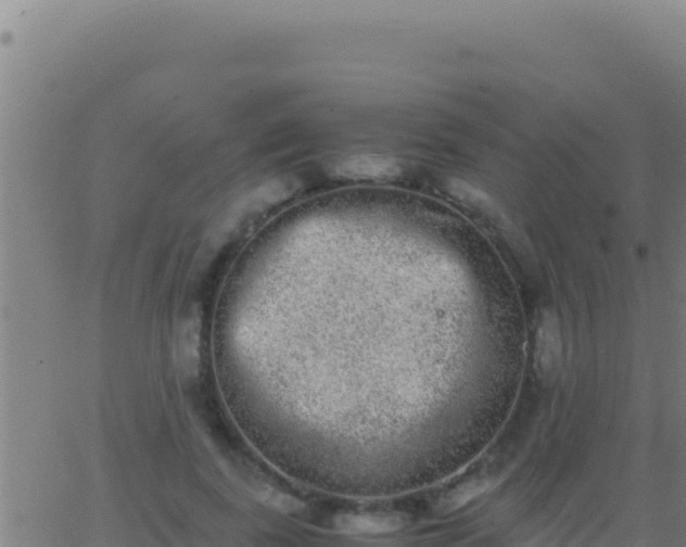 X0000062930739200601202026