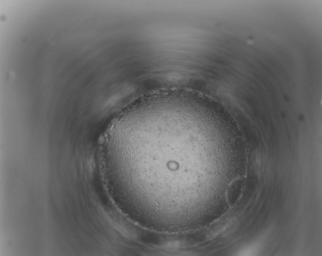 X0000062930746200601202026