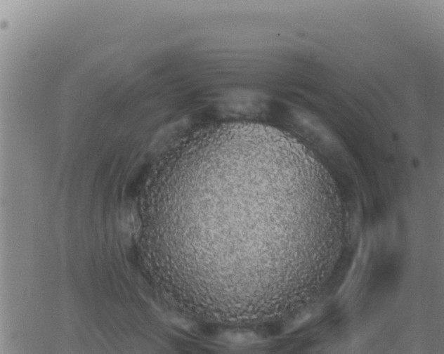 X0000062930749200601202026