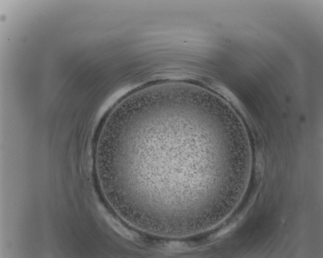 X0000062930787200601202025