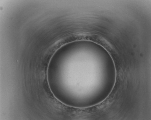 X0000062930821200601202024