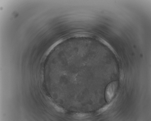 X0000062930829200601202024