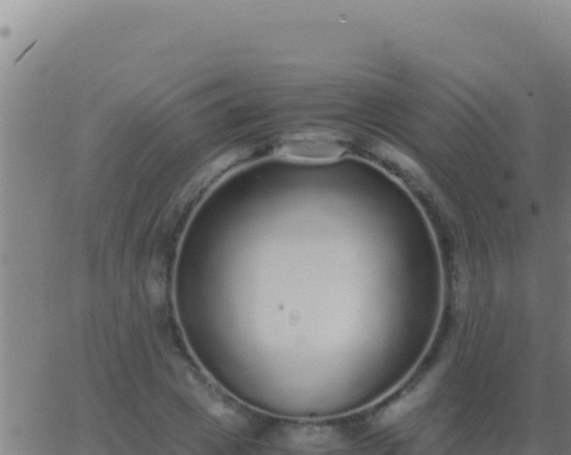 X0000062930833200601202024