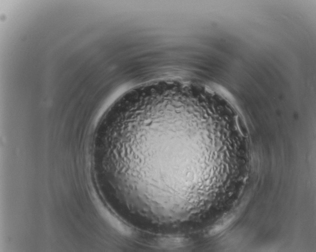 X0000062930859200601202025