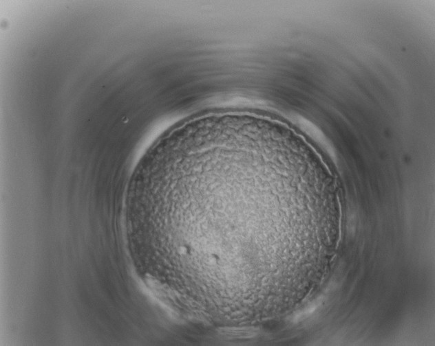 X0000062930863200601202025