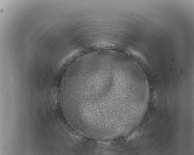 X0000062930870200601202024