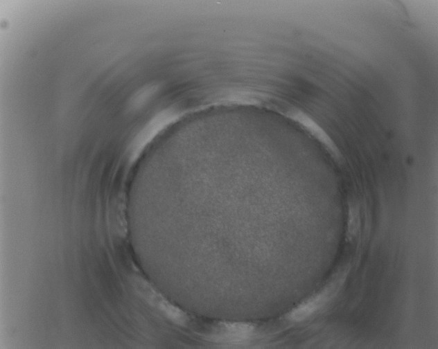 X0000062930878200601202024