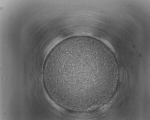 X0000062930895200601202024