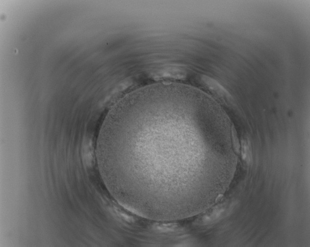 X0000062930915200601202023