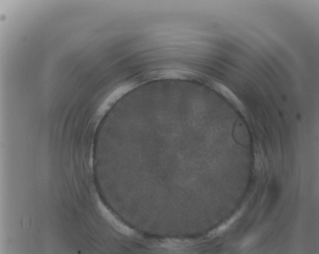 X0000062930938200601202023