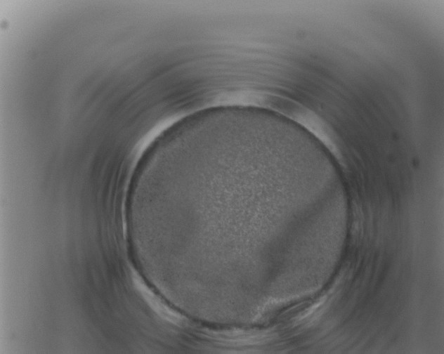 X0000062930980200601202022