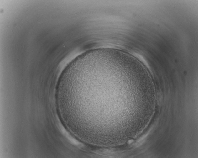 X0000062930995200601202022