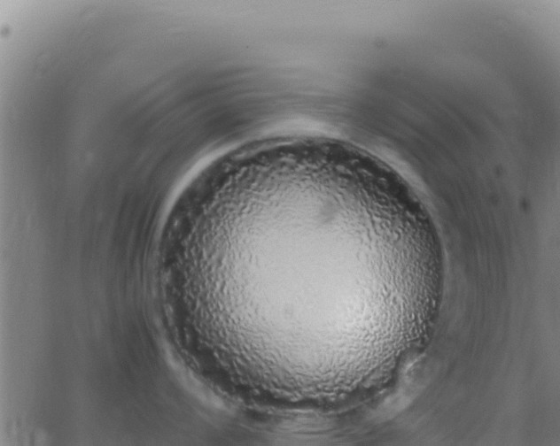 X0000062931008200601202022