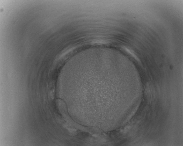 X0000062931015200601202021