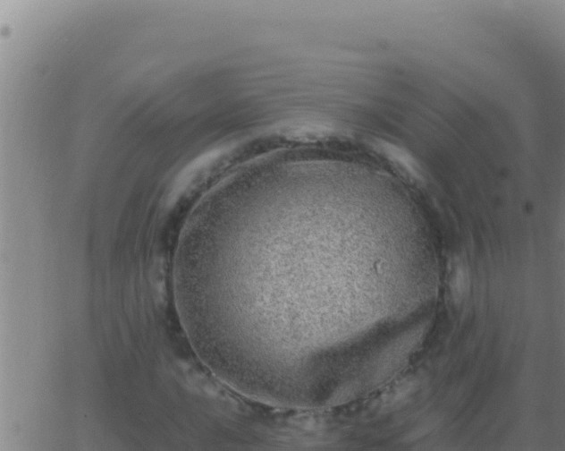 X0000062931016200601202021