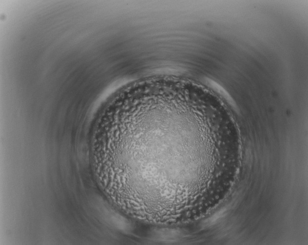 X0000062931027200601202021