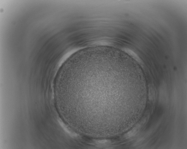 X0000062931031200601202021