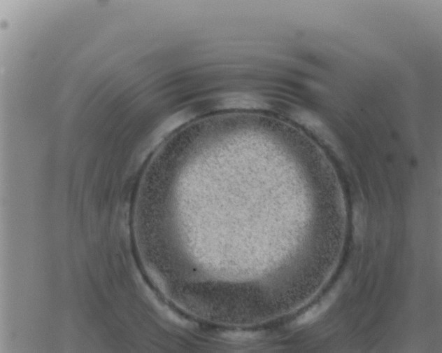 X0000062931033200601202021