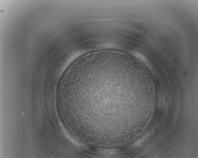 X0000062931039200601202022