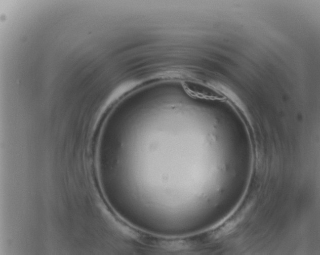 X0000062931045200601202022