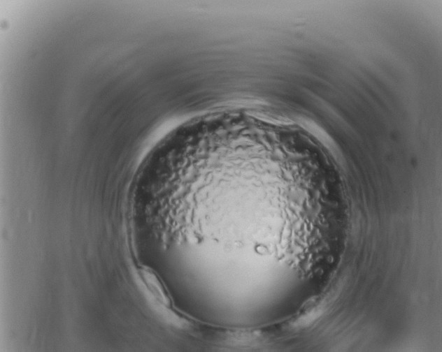 X0000062931055200601202022