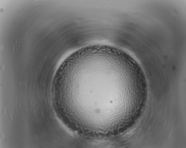 X0000062931056200601202022