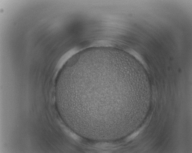 X0000062931075200601202021