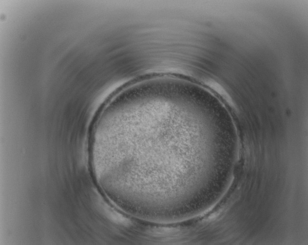 X0000062931076200601202021