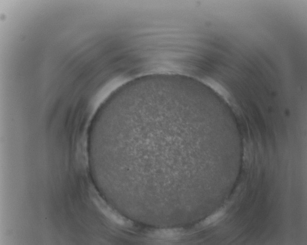 X0000062931078200601202021