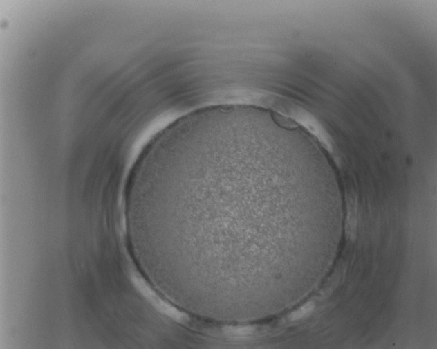 X0000062931080200601202021