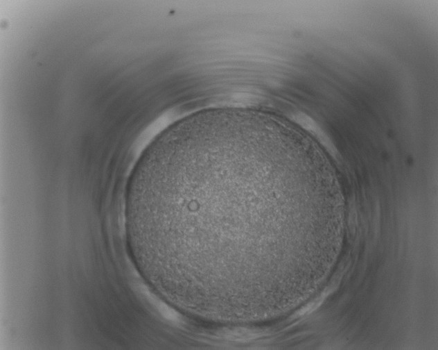 X0000062931083200601202021