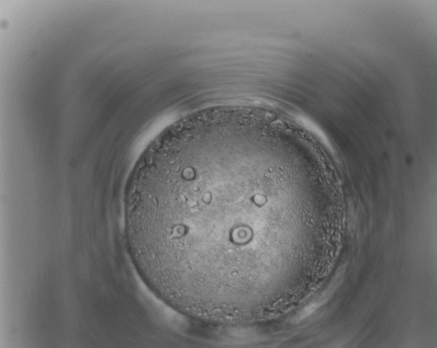 X0000062931095200601202020