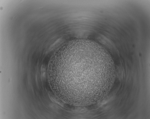 X0000062931154200601202019