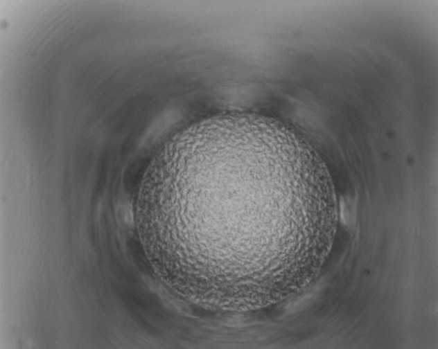 X0000062931155200601202019